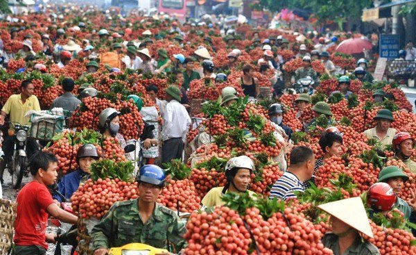 2 tháng, vải thiều đem về 6.300 tỷ cho Bắc Giang