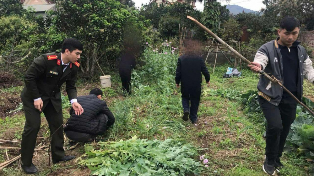 Bắc Giang: Một hộ dân trồng gần 200 cây nghi là cây thuốc phiện tại vườn rau