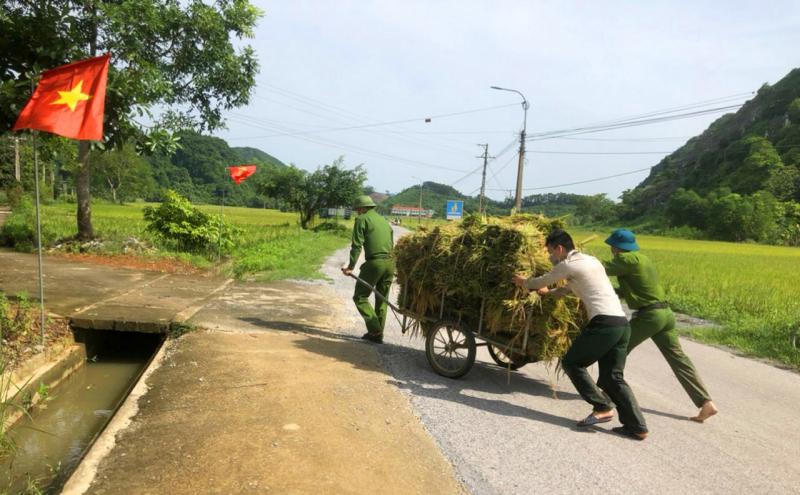 Bí thư huyện, Trưởng công an huyện xuống đồng gặt lúa giúp dân