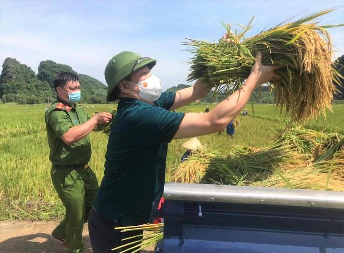 Bí thư huyện, Trưởng công an huyện xuống đồng gặt lúa giúp dân