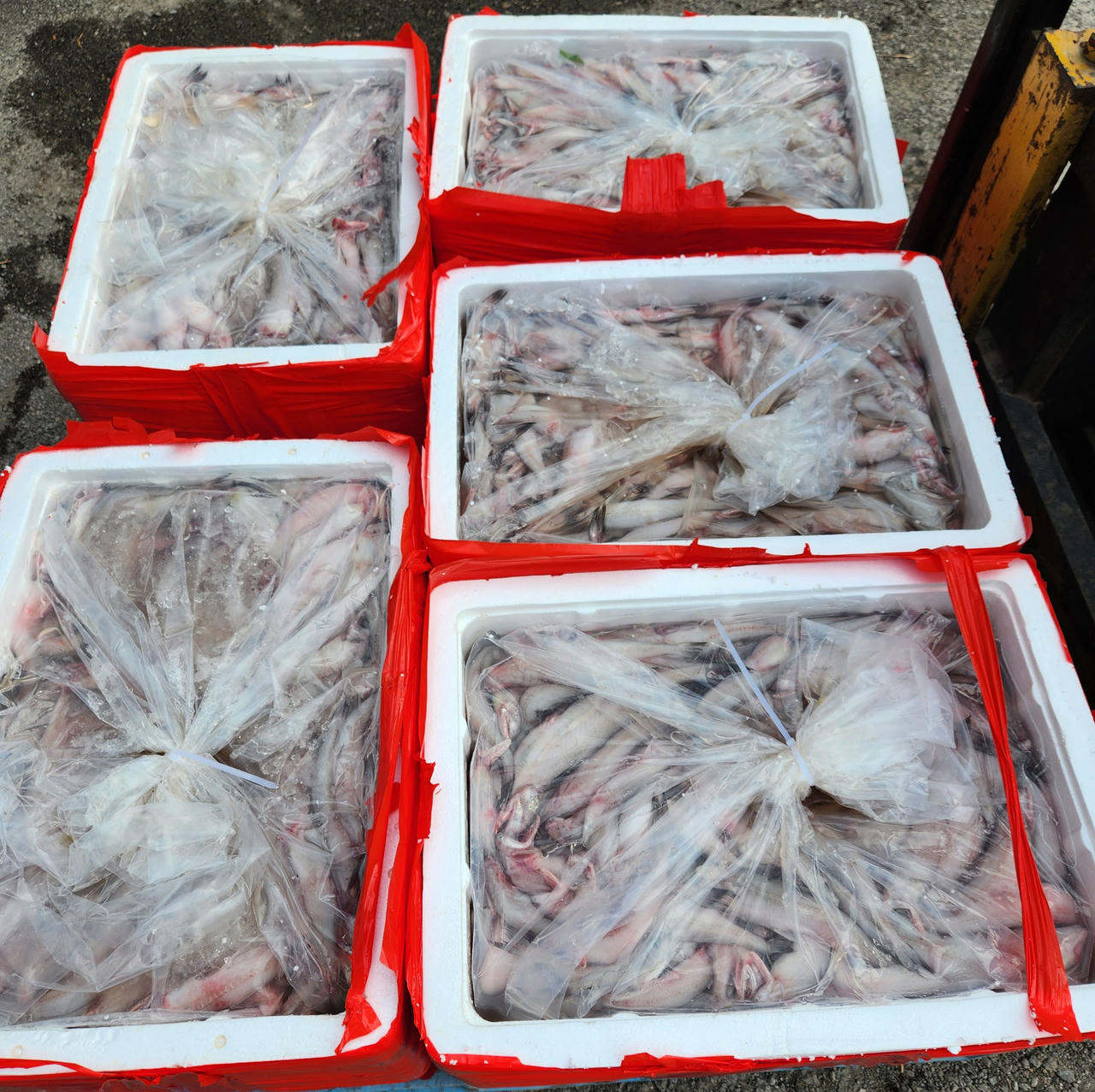 Phát hiện trên 4,5 tấn cá dương tính với foocmon