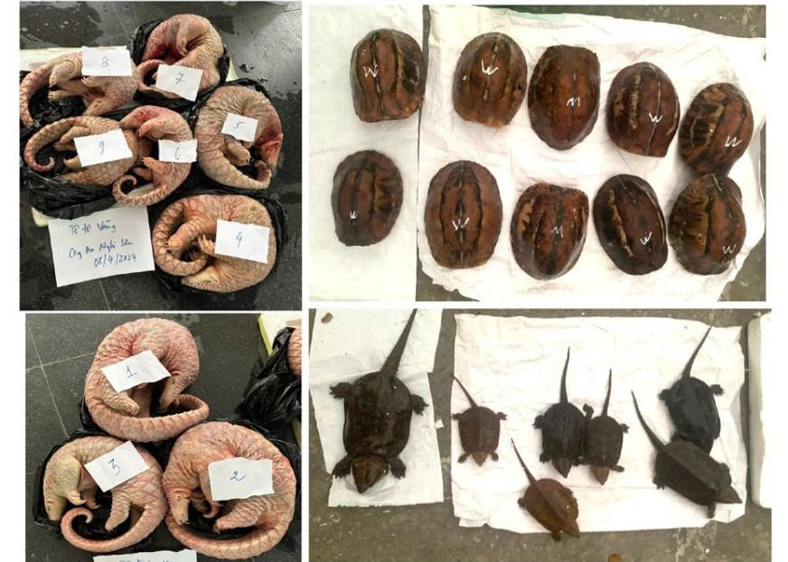 Giải cứu 17 cá thể rùa khỏi đường dây mua bán động vật hoang dã quý hiếm