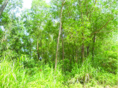 Bán đấu giá rừng ở An Lão (Bình Định) rẻ như… cho?