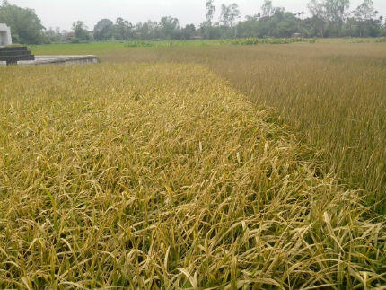 Công ty Phương Nam xả khí độc, thuê côn đồ trấn áp dân