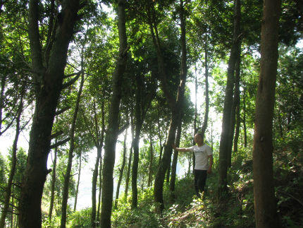 Chàng H'mông nhặt từng hạt pơmu tái sinh những khu rừng huyền thoại