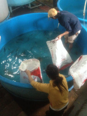 Tăng cường kiểm tra, kiểm soát trứng cá tầm nhập lậu