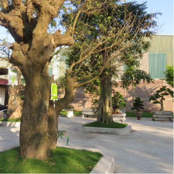 Thú chơi ngông triệu đô của “ông trùm” đồ gỗ Minh “sâm”