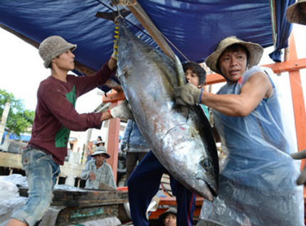 Cá ngừ đại dương "tìm đường" vào Nhật?