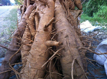 “Hàng rừng” xuống phố, độc, lạ nhưng nguy hiểm?