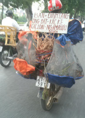 “Hàng rừng” xuống phố, độc, lạ nhưng nguy hiểm?