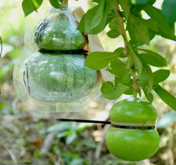 Chi tiền triệu săn quả “độc” chơi tết để tỏ lòng hiếu thuận?