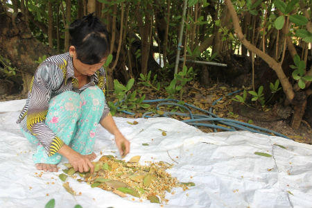 Chuyện “cụ mai thần” 300 năm tuổi bên ngôi đình cổ xứ dừa