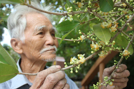 Chuyện “cụ mai thần” 300 năm tuổi bên ngôi đình cổ xứ dừa