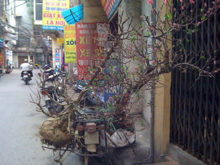 Kiếm tiền triệu nhờ nhặt "rác Xuân"