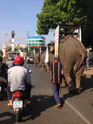 “Vọng Mãi Cà phê Buôn Ma Thuột” 