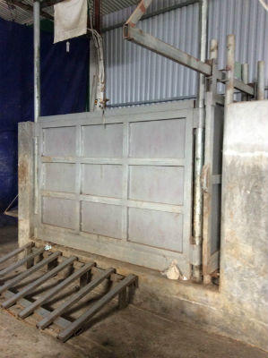 Khốn đốn vì bò Úc giết mổ đúng quy trình!