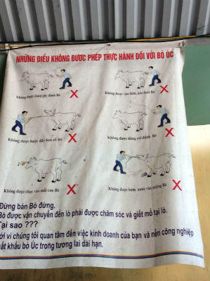 Khốn đốn vì bò Úc giết mổ đúng quy trình!