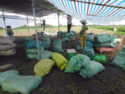 Bán 1 tạ khoai lang chỉ đủ mua... một ly nước mía