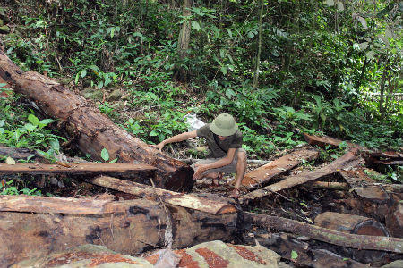 Rừng Thù Lù bị sát hại: Quẩn quanh chuyện “trách nhiệm”