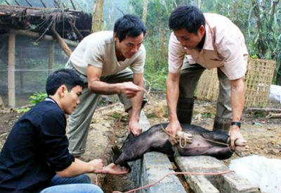 Khám phá tục ăn Tết Độc lập của người Mường xứ Thanh