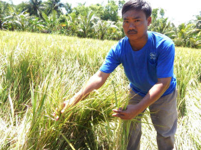 Tiền Giang: Nông dân “trắng tay” vì trồng lúa chỉ thu mỗi rơm!