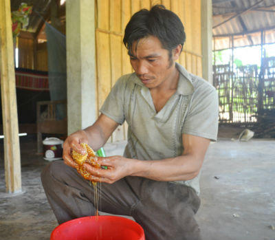 Băng rừng theo chân “thợ” đi “hái lộc”