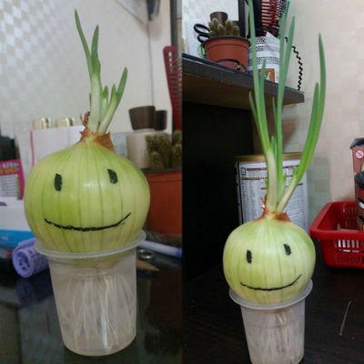 Trồng hành tây trong cốc - Trào lưu lợi đơn, lợi kép