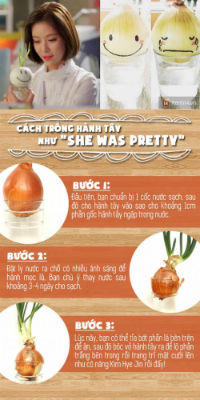 Trồng hành tây trong cốc - Trào lưu lợi đơn, lợi kép