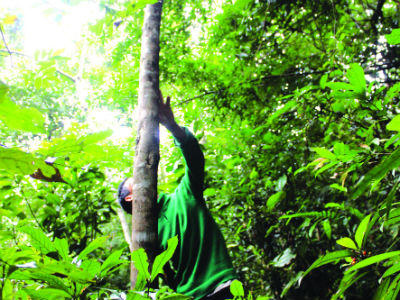 Săn và “nuôi” trầm trên đỉnh Hoành Sơn