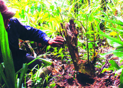 Săn và “nuôi” trầm trên đỉnh Hoành Sơn
