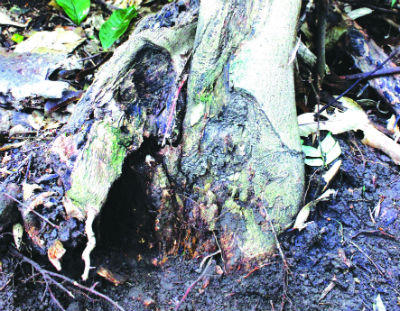 Săn và “nuôi” trầm trên đỉnh Hoành Sơn