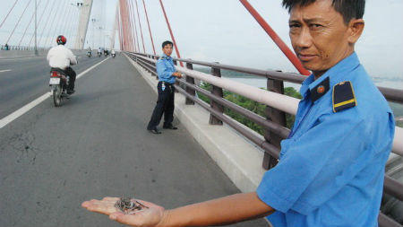 Giải pháp nào xử lý tận gốc nạn “đinh tặc”?