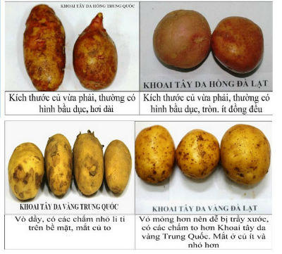 Khoai tây TQ “khoác áo” Đà Lạt: Tiểu thương lách luật, chính quyền nương tay?