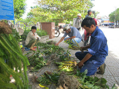 Lan rừng đổ bộ về phố dịp cuối năm