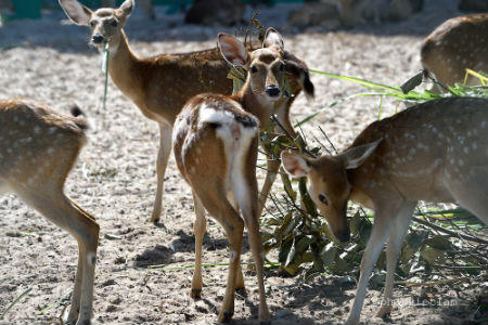 Cận cảnh đàn thú quý tại Vinpearl Safari Phú Quốc