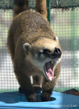 Cận cảnh đàn thú quý tại Vinpearl Safari Phú Quốc