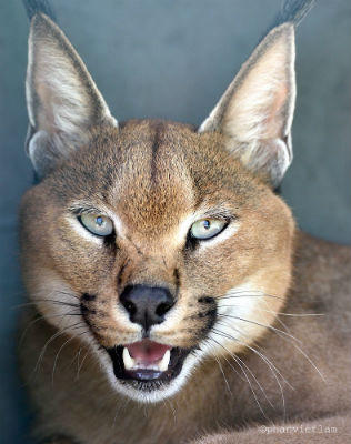 Cận cảnh đàn thú quý tại Vinpearl Safari Phú Quốc