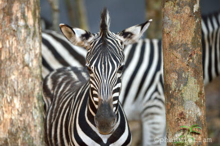 Cận cảnh đàn thú quý tại Vinpearl Safari Phú Quốc