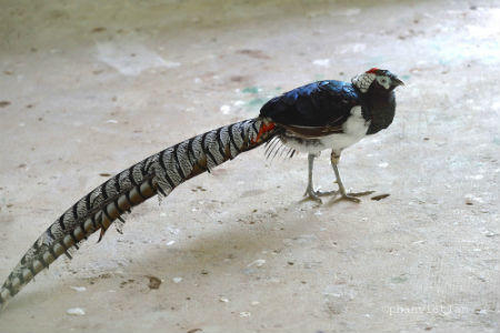 Cận cảnh đàn thú quý tại Vinpearl Safari Phú Quốc