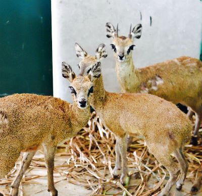 Cận cảnh đàn thú quý tại Vinpearl Safari Phú Quốc