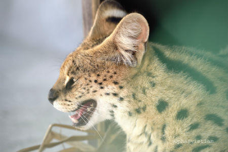 Cận cảnh đàn thú quý tại Vinpearl Safari Phú Quốc