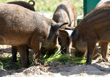 Cận cảnh đàn thú quý tại Vinpearl Safari Phú Quốc