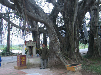 Cây đa “giời ơi” kỳ lạ ở Phú Xuyên