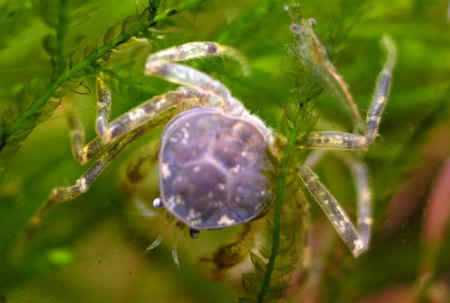 Cua nhện Thái Lan hút hồn "dân chơi" thủy sinh