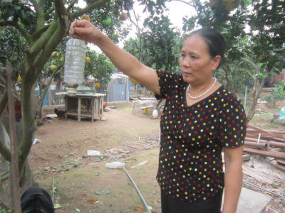 Vướng dịch ruồi vàng, bưởi Diễn "mất Tết"