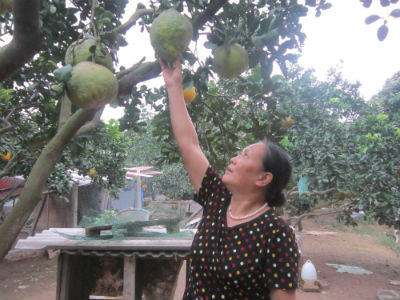 Vướng dịch ruồi vàng, bưởi Diễn "mất Tết"