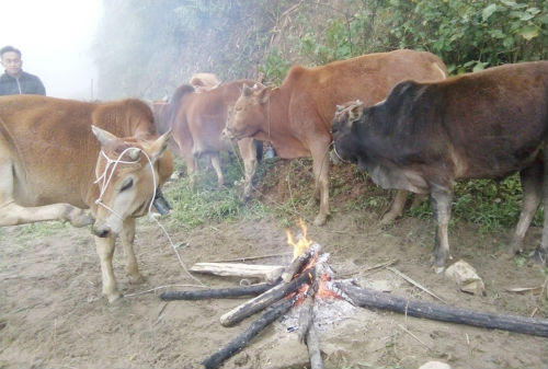 Nghệ An hỗ trợ hơn 600 hộ dân sau đợt rét lịch sử