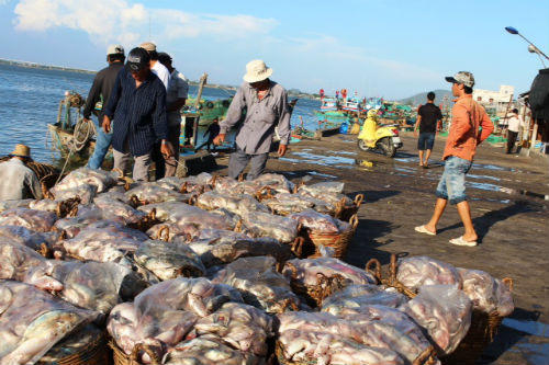 “Lộc biển” đầu xuân trên làng chài Phước Tỉnh