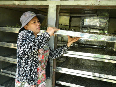 Việt kiều bị bệnh viện “trả về”, khỏi bệnh nhờ bài thuốc của bà lang xứ Nẫu