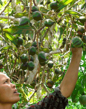 Thận trọng với cây “tỷ đô”